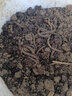 黃鱔餌料鱔魚(yú)蚯蚓釣魚(yú)蚯蚓活體魚(yú)餌特大號黑蚯蚓青蚯蚓臭蚯蚓松土 大號一斤【順豐包郵】 曬單實(shí)拍圖
