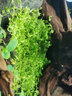 森淵（SENYUAN）魚(yú)缸水草自養水下葉迷你矮珍珠套餐魚(yú)缸造景前景草皮草坪 爬地矮珍珠5*7CM 3份(免種) 無(wú)需二氧化碳 曬單實(shí)拍圖