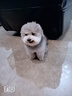 嬉皮狗（hipidog）狗狗鞋子寵物專用泰迪比熊腳套外出防臟小型犬不掉腳鞋套博美夏季 太陽(yáng)花獅子【新升級(jí)防水鞋面】 3號(hào)（建議體重5-7斤） 曬單實(shí)拍圖