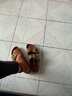 BIRKENSTOCK勃肯德國進(jìn)口大扣女款牛皮革涂油時尚Arizona雙扣拖鞋 棕色-窄版1011073 38 曬單實拍圖