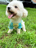 MIKI PAD狗狗衣服小型犬透氣春秋款薄款T恤泰迪比熊雪納瑞貓衣服可牽引 撞色T恤【帶牽引環(huán)】 S胸圍37cm（參考體重3-5斤） 曬單實(shí)拍圖