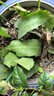曇花苗桌面陽(yáng)臺盆栽綠植花卉曇花苗俗稱(chēng)月下美人 金雀 3年苗 曬單實(shí)拍圖