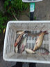 冠標(biāo)競(jìng)技狼牙子線雙鉤黑坑防纏繞成品魚鉤綁好全套裝釣魚鉤鯽魚鉤正釣 正釣狼牙（鉤8號(hào)，線1.2-1.5#） 曬單實(shí)拍圖