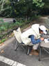 黑鹿（BLACKDEER）全地形鋁合金蛋卷桌 高低可調(diào) 戶外便攜折疊桌子露營(yíng)燒烤桌野餐桌 1蛋卷桌星際灰2宅宅椅玄米白 曬單實(shí)拍圖