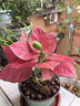 惜林園吉利中國紅盆栽室內如意皇后花觀(guān)葉植物吉祥如意萬(wàn)年紅萬(wàn)年青系列 吉利紅+蘭瓷釉 帶盆發(fā)貨 曬單實(shí)拍圖