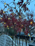 D&L太阳能彩灯灯串户外别墅庭院灯挂树圣诞节元旦节日表白七彩灯带 100颗灯珠-12米暖光8种亮灯模式 实拍图