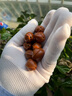 漢品閣手工梅林鐵核橄欖核雕刻鯊魚背手串手鏈光珠素核文玩男女 曬單實(shí)拍圖