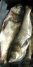 BAISHA FISH BS白鯊浮釣鰱鳙餌料手桿專用顆粒花白鰱魚大頭魚草莓酸臭酸甜味魚餌 草莓味450g/包 曬單實拍圖