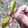 欧悟【买2颗送1颗】嫁接车厘子树苗大樱桃树苗盆栽果树苗木南北方种植 车厘子树苗 6年苗当年结果 实拍图