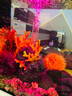 biOrbFLOW30L英國(guó)小魚(yú)缸生態(tài)桌面魚(yú)缸水族箱迷你客廳小型創(chuàng)意水族箱 黑缸MCR燈+圖片造景2 曬單實(shí)拍圖