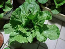 種菜記正宗山東膠州大白菜種子膠蔬秋季王白菜種籽冬儲(chǔ)早熟農(nóng)家蔬菜孑 膠州大白菜種子10克 2袋 曬單實(shí)拍圖