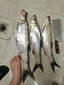 淡泊 淡泊黑雕金坊二代大物控魚(yú)器控魚(yú)鉗多功能取魚(yú)器旋轉(zhuǎn)卸力路亞鉗 黑雕金坊-A款35cm大物控魚(yú)器 曬單實(shí)拍圖