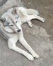 康貝尼狗牽引繩304不銹鋼狗鏈馬犬德牧防咬狗繩小中大型犬栓狗寵物用品 3mm粗2.1米長(cháng)（20-50斤中小狗） 曬單實(shí)拍圖