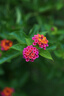 索尼（SONY）【保價11.11】FE 24-70mm F2.8 GM II 全畫幅標準變焦 G大師鏡頭(SEL2470GM2) 曬單實拍圖