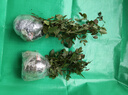 沫澄3顆 耐寒薔薇花苗爬藤四季開(kāi)花室內盆栽室外藤本月季花卉易活植物 12藤彩虹 精品花苗 不含盆 曬單實(shí)拍圖