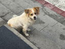 玉海云瑤猛犸象牙桶珠手串男高瓷度冰料文玩佛珠繞指柔情侶款男女生日禮物 曬單實(shí)拍圖
