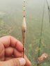 川澤超輕蘆葦浮漂加粗醒目羅非漂高靈敏輕口鯽魚(yú)漂抗風(fēng)浪黑坑競技浮標 FT-04野釣綜合(精細尾)2.0-2.7g 1號 高靈敏自重輕 曬單實(shí)拍圖