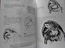 動物素描基礎(chǔ) 素描書  后浪 曬單實拍圖