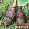 南方美農（官方授權）正宗廣西荔浦芋頭新鮮香芋果蔬粉糯香大芋頭產(chǎn)地直發(fā) 10斤5個(gè)裝 曬單實(shí)拍圖