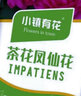 小鎮(zhèn)有花 鳳仙花種子5克指甲花 花卉室外庭院種孑易活花種植綠化種子 曬單實拍圖
