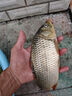 川澤錘頭尾夜光漂硬尾咬鉤變色加粗醒目魚(yú)漂大物鰱鳙日夜兩用高亮浮漂 升級款PJ-06【湖庫混養】鉛2.7g 【咬鉤變色】加粗硬尾 曬單實(shí)拍圖
