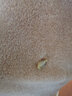 PORTS寶姿女裝秋季新款優(yōu)雅柔軟翻領(lǐng)純羊毛皮草呢大衣 焦糖咖 S 曬單實(shí)拍圖