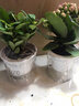雅卉水培植物盆栽發(fā)財樹(shù)辦公室內小綠植蘆薈吊蘭花卉盆栽好養 【懶人盆】鐵海棠 含盆 曬單實(shí)拍圖