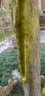 凡除凡除暖季草坪除草劑百慕大馬尼拉草結(jié)縷草狗牙根馬唐農(nóng)藥除草劑 58.5克/套 曬單實(shí)拍圖
