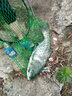 領(lǐng)路人品牌鰱鳙浮漂加粗超醒目青魚草魚納米野釣浮漂手竿釣大浮力遠(yuǎn)投 N-A902長88.5cm吃鉛8g三目加粗 曬單實(shí)拍圖