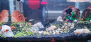 瘋狂水草（FKSC）水草燈led全光譜魚缸燈照明防濺水草缸爆藻燈小夾專用觀賞燈增艷 44cm全光譜水草燈（適合50-60cm缸） 曬單實(shí)拍圖