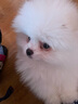 京狼圖騰雙血統(tǒng)純種博美幼犬寵物狗狗博美犬活體小型犬茶杯犬活體長不大 血統(tǒng)級(jí) 2 曬單實(shí)拍圖