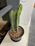 中夢(mèng)龍骨樹(shù) 多頭龍骨植物盆栽大型帶盆青色多頭霸王鞭仙人類(lèi)樹(shù)z9 曬單實(shí)拍圖