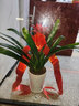 意軒鴻運(yùn)當(dāng)頭綠植盆栽花卉植物四季開(kāi)花室內(nèi)客廳水培植物紅星鳳梨水養(yǎng) 6年大苗含盆1棵含圓筒陶瓷花盆 曬單實(shí)拍圖