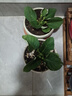 秋穎山東重瓣芙蓉花帶花苞大巖桐盆栽四季開(kāi)花苗好養陽(yáng)臺室內花卉植物 2盆劃算：紅花+紫花 曬單實(shí)拍圖