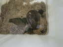 小甲魚(yú)苗 活體養殖中華鱉團魚(yú)王八幼苗童子鮮活甲魚(yú) 甲魚(yú)約150g 曬單實(shí)拍圖