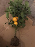 意軒果樹(shù)苗 檸檬苗 四季紅香水檸檬樹(shù)苗檸檬苗南方室內地盆栽庭院陽(yáng)臺 香水檸檬 8年苗 特大檸檬 帶葉帶果發(fā)貨 曬單實(shí)拍圖