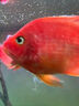 瘋狂水草六角恐龍飼料冰凍紅蟲(chóng)魚(yú)食蠑螈娃娃魚(yú)飼料開(kāi)口專(zhuān)用精品紅線(xiàn)蟲(chóng)魚(yú)糧 精品大紅蟲(chóng) 100g 5板 【鮮肥高營(yíng)養】 曬單實(shí)拍圖