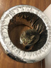 胎小強推薦 雪地胎 175/55R16 80H 歐拉黑貓白貓比亞迪海鷗 全新輪胎 汽車(chē)輪胎 曬單實(shí)拍圖