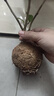 中夢(mèng)盆栽濃香型庭院花卉好養(yǎng)植物四季開(kāi)花帶花苞開(kāi)花不斷 濃香花卉客 黃花含笑 二年苗 曬單實(shí)拍圖