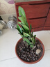 仟草集金錢(qián)樹(shù)盆栽植物室內(nèi)花卉客廳綠植大搖錢(qián)串子小發(fā)財(cái)樹(shù) 金錢(qián)樹(shù)20-25cm（原土盆） 含盆 曬單實(shí)拍圖