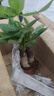臨雅發(fā)財樹(shù)小盆栽花卉植物桌面室內擺件四季好養綠植客廳原生招財樹(shù)苗 發(fā)財樹(shù)3桿2盆+吸水盆2個(gè) 曬單實(shí)拍圖