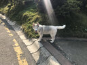 京狼圖騰雙血統(tǒng)賽級哈士奇幼犬中型犬西伯利亞雪橇犬幼犬狗狗活體寵物狗 賽級 3 曬單實拍圖
