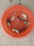 冠標冰釣漂淺水漂納米浮漂超短小漂鯽魚(yú)高靈敏魚(yú)漂翻身快草洞漂淺水鯽魚(yú)漂漁具垂釣用品魚(yú)飄冬釣小碎目鯽魚(yú)漂 QH-03 大號一支 曬單實(shí)拍圖