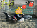 INTEX加厚兒童水上充氣坐騎女神浮排浮床玩具獨角獸座騎動物造型游泳圈 大白鯊坐騎 曬單實拍圖