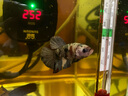 森森 烏龜缸低水位小型超短電加熱器魚缸自動(dòng)恒溫水族箱養(yǎng)魚加熱棒 GW-50C 50W 曬單實(shí)拍圖