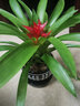 意軒鴻運當頭綠植盆栽花卉植物四季開(kāi)花室內客廳水培植物紅星鳳梨水養 鴻運當頭20-25公分高黑福字陶瓷 曬單實(shí)拍圖