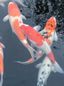 神陽(yáng)錦鯉飼料巨鱗增色增體育成錦鯉魚(yú)食觀(guān)賞魚(yú)顆粒魚(yú)糧賽級專(zhuān)業(yè) 巨鱗育成 15kg M粒 曬單實(shí)拍圖