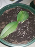 意軒蝴蝶蘭苗室內桌面花卉綠植盆栽 蝴蝶蘭花苗蘭花觀(guān)花盆栽君子蘭苗 蝴蝶王 曬單實(shí)拍圖