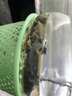 寸金石錢龜糧增色高蛋白 黃緣火焰巴西草龜專用 半水龜補鈣發(fā)色龜食 【分裝】500g1號 （幼顆粒）2mm 曬單實拍圖