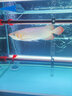 馬印神燈金龍魚燈魚缸潛水燈LED防水紅龍增艷三基色水族發(fā)色燈固色燈 金龍紅龍發(fā)色燈13000K白燈142CM65W 曬單實拍圖